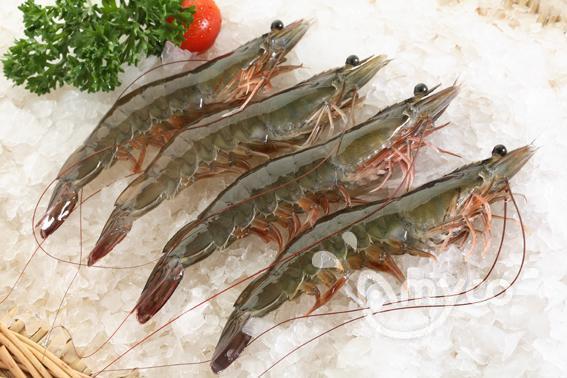 China Vannamei Shrimp Specifications