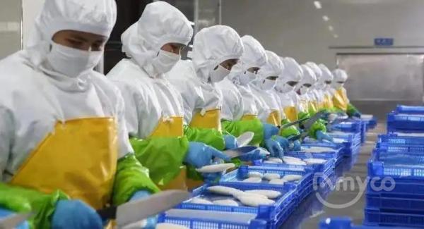 More demand of Squid in South Korea
