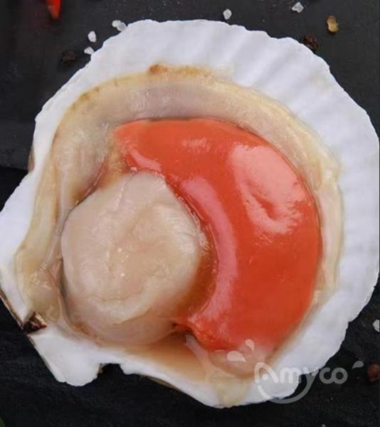 US scallop market fills domestic gap by leaning more on Japan...