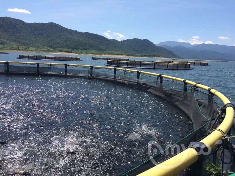 Tilapia cage farmed.jpg