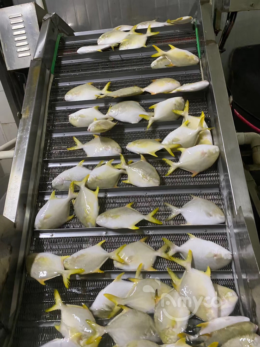 Golden Pompano (40).jpg