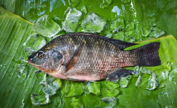 Will the price of raw tilapia go up again?
