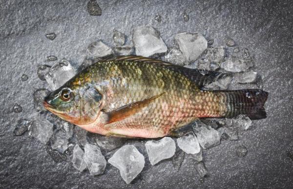 Tilapia price has fallen a bit, but price remain firm, high price is expected to continue until May