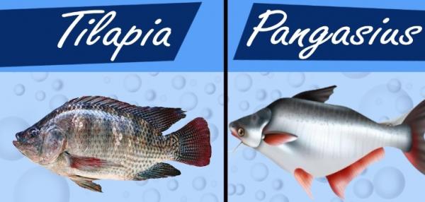 Tilapia and basa production are expected to grow strongly in 2025
