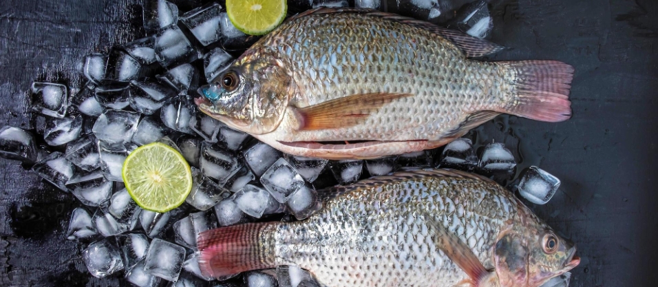 tilapia6.jpg
