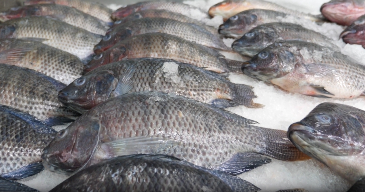 tilapia10.jpg
