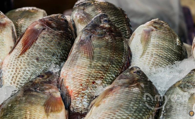 tilapia22.jpg